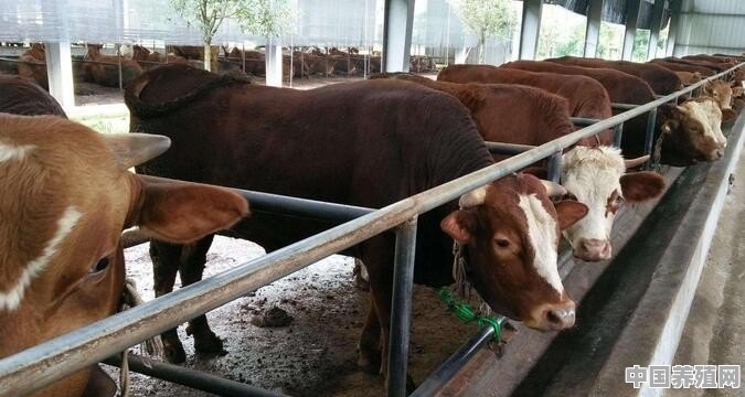 农村小规模养牛如何实现快速盈利 - 中国养殖网