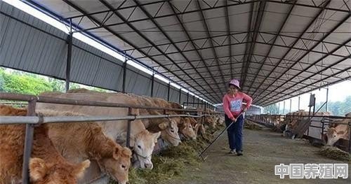 养牛场异味怎样解决 - 中国养殖网
