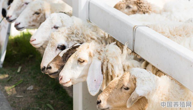 农村养羊补贴政策2023最新标准 - 中国养殖网