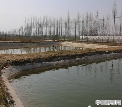 池塘怎么养殖鱼类 - 中国养殖网