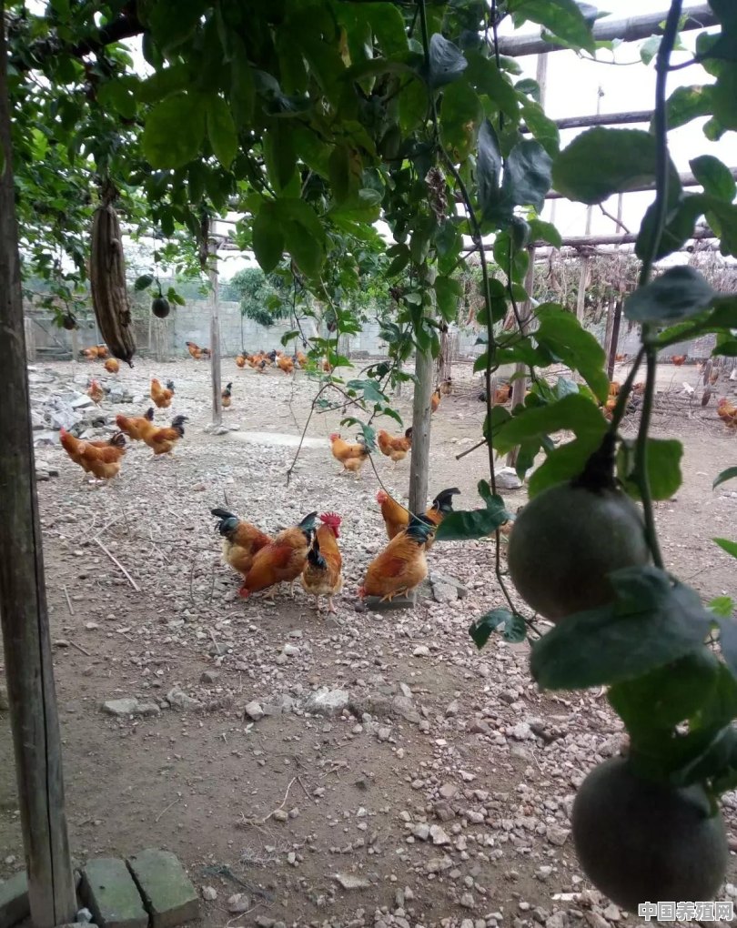 农村养殖场的鸡怎么养殖的 - 中国养殖网
