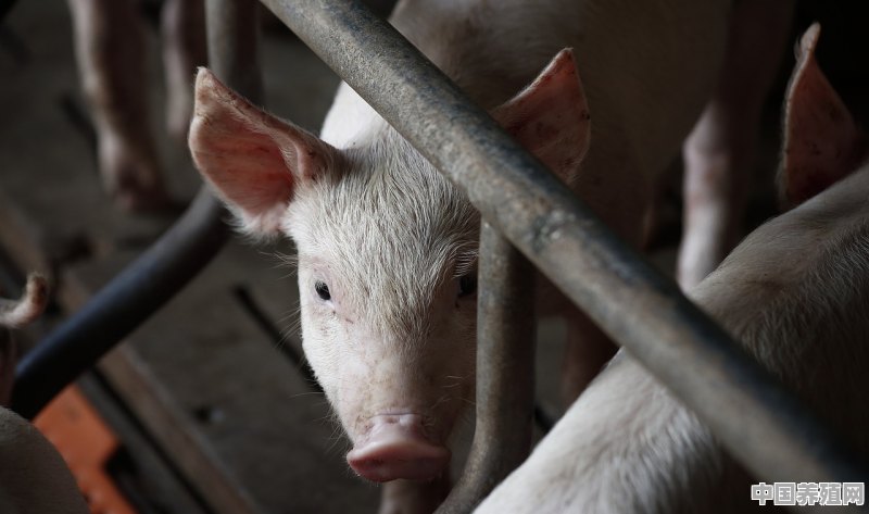 买的猪肉有猪骚味，什么原因 - 中国养殖网