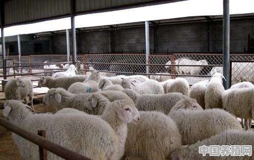 让羊大量饮水的药物 - 中国养殖网
