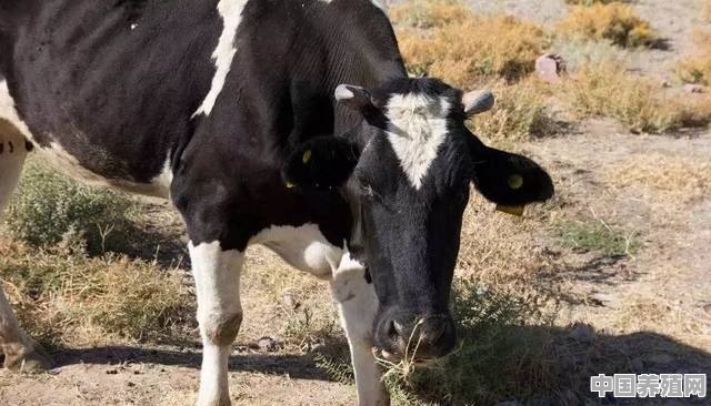 母牛得多大能配种 - 中国养殖网