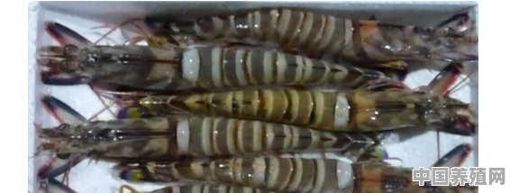 斑节虾摄食标准 - 中国养殖网