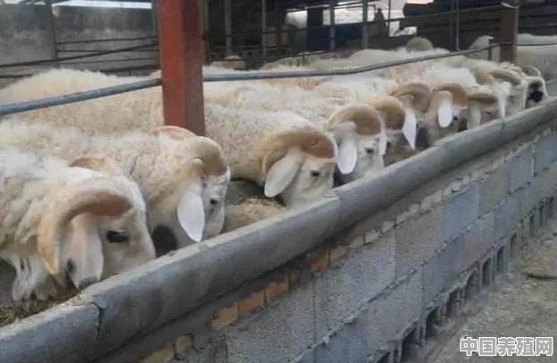 汶上养羊厂 - 中国养殖网