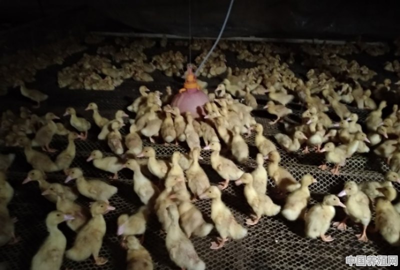 安徽肉鸭智能养殖基地 - 中国养殖网