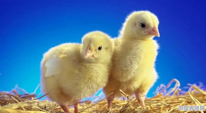 养殖鸡需要具备哪些条件 - 中国养殖网