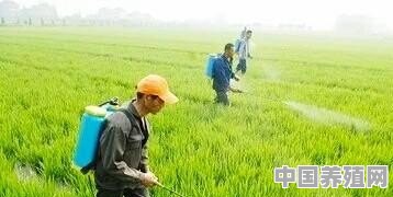 农民若是有十亩田种水稻，风调雨顺大丰收，一季下来能赚多少钱 - 中国养殖网