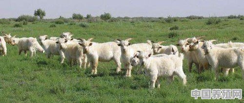 农村养殖羊怎么样养的好些 - 中国养殖网