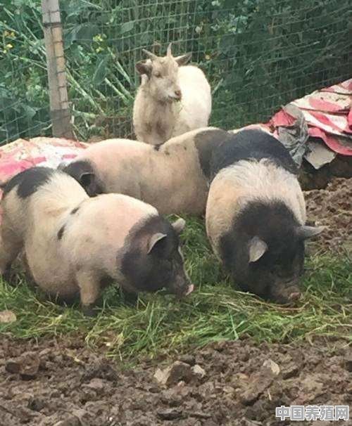 什么猪不掉毛 - 中国养殖网