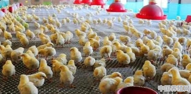 农村养鸡养殖羊大棚图片 - 中国养殖网