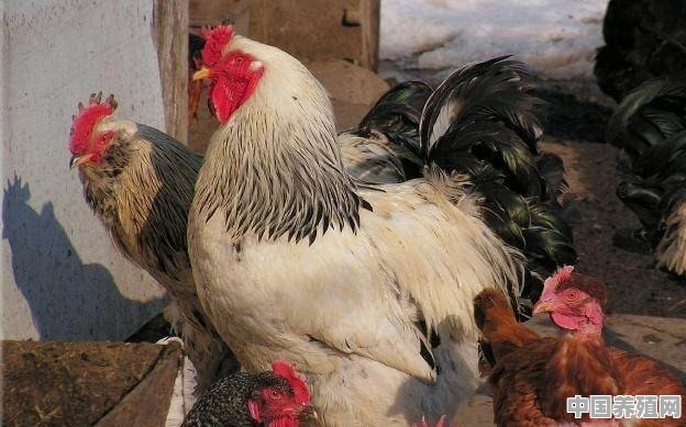 捉鸡养殖方法视频 - 中国养殖网