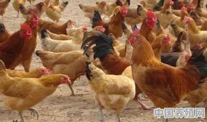 肥胖鸡怎么养殖的 - 中国养殖网