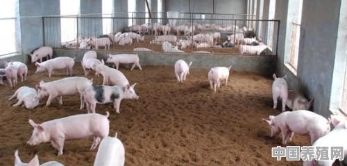 猪的养殖和计划怎么写 - 中国养殖网