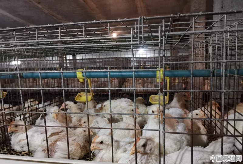 817杂交鸡养殖 - 中国养殖网