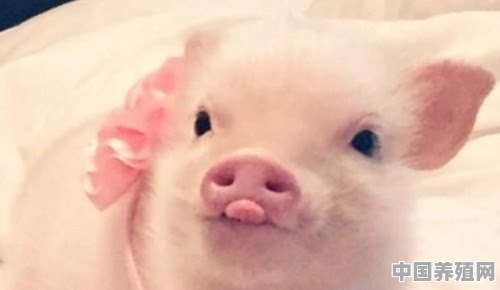 养殖金猪的心理 - 中国养殖网