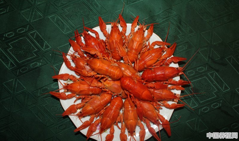蒜蓉红爪虾做法 - 中国养殖网