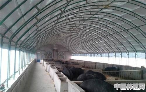中国最好的养牛大棚 - 中国养殖网