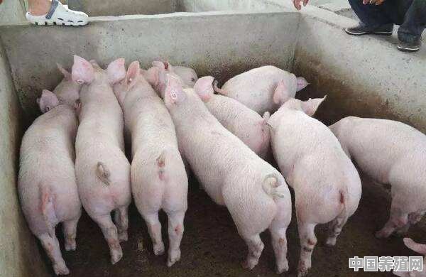 养的猪不爱干净，该怎么办 - 中国养殖网