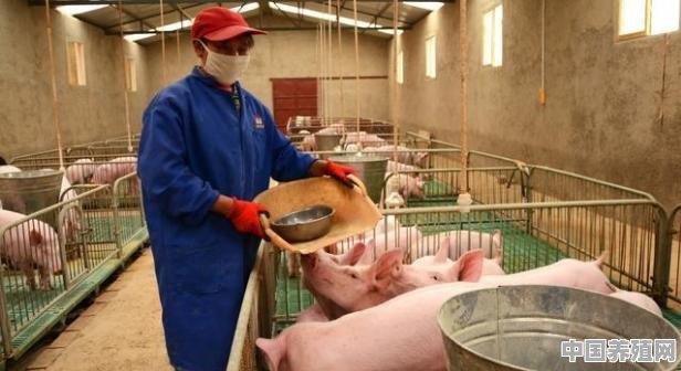 今年的生猪市场跌宕起伏，明年继续养猪会如何 - 中国养殖网