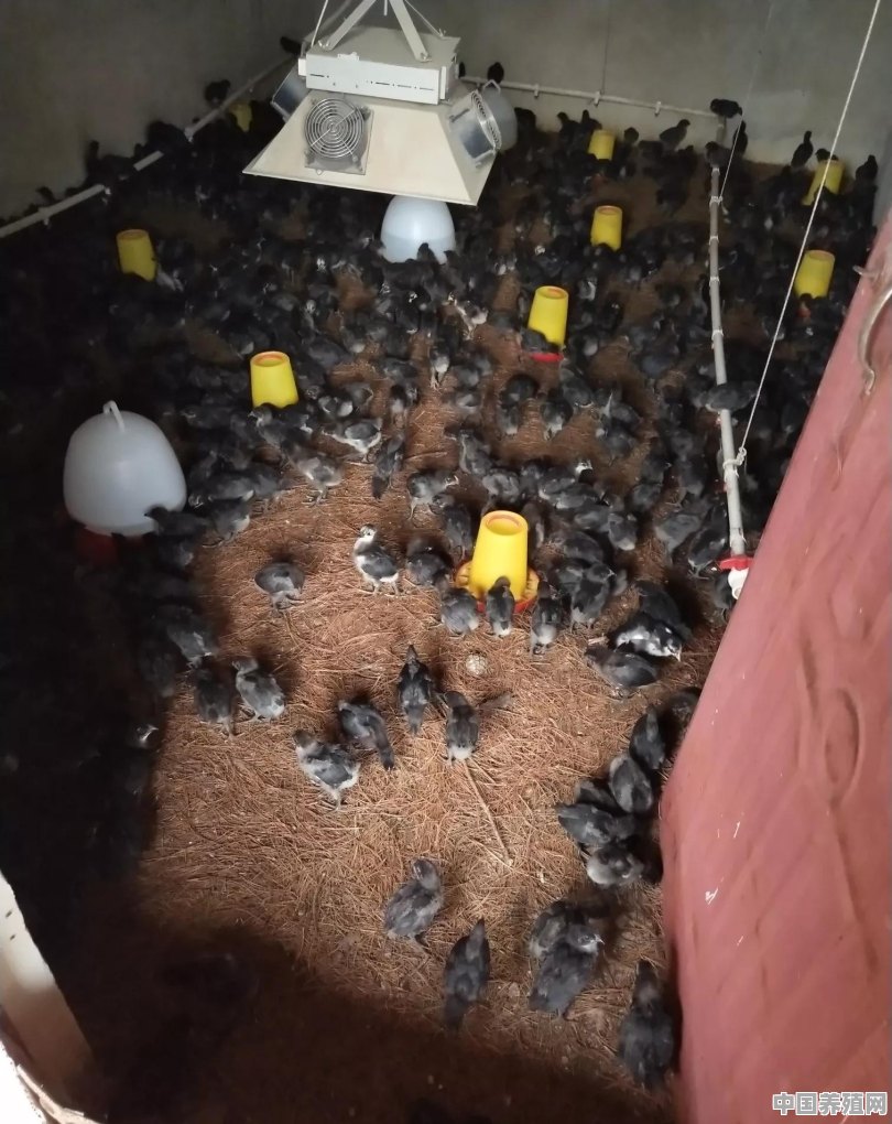 小型鸡养殖棚 - 中国养殖网