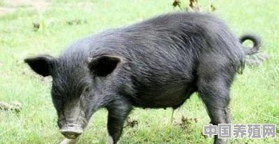 农村白猪怎么养殖的 - 中国养殖网