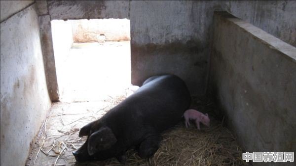 摩尔庄园特殊猪培育方法 - 中国养殖网