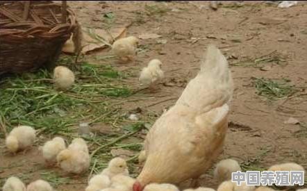 山林养殖鸡技术 - 中国养殖网
