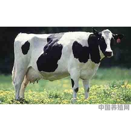 2020年养牛利润分析 - 中国养殖网