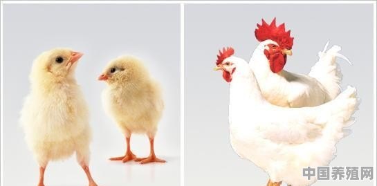 白羽鸡苗继续上涨，最高8.6元/羽，转养817或麻鸡怎样 - 中国养殖网