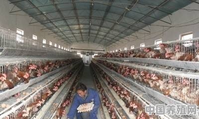 芦丁鸡养殖臭不臭 - 中国养殖网