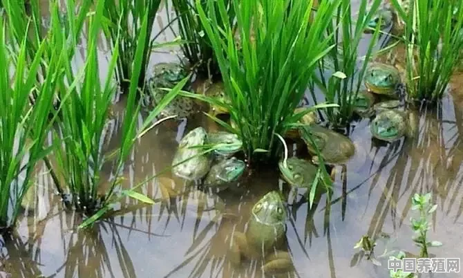 怎么养牛蛙 - 中国养殖网