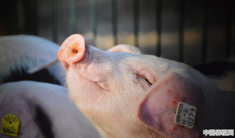 美国生态猪养殖技术现状 - 中国养殖网