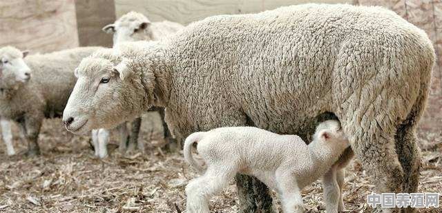 挑选养殖羊的技巧和方法 - 中国养殖网