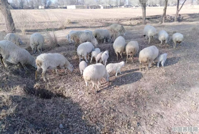 养殖羊去哪里学技术好 - 中国养殖网