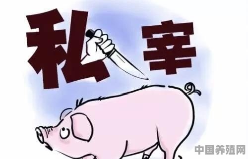 龙岩猪养殖场地址 - 中国养殖网