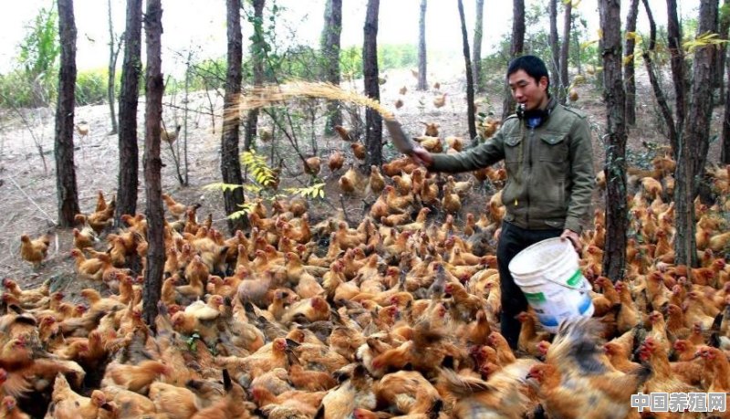 什么动物走阳光大道 - 中国养殖网