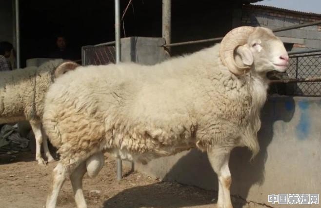 羊最怕哪一种农药 - 中国养殖网
