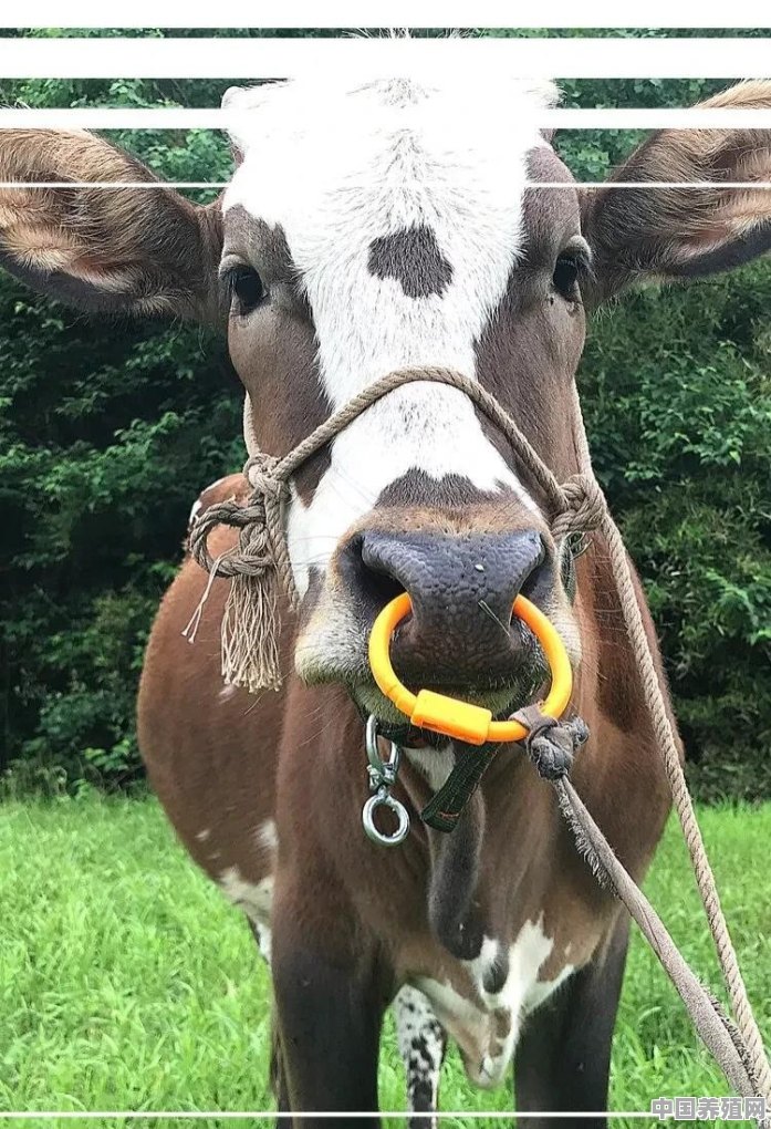 牛为什么要穿鼻环 - 中国养殖网