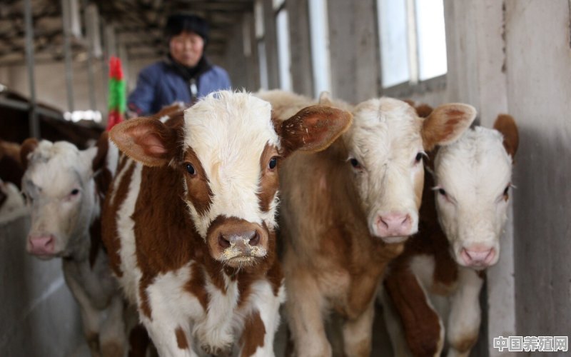 农村怎样合作养殖牛 - 中国养殖网
