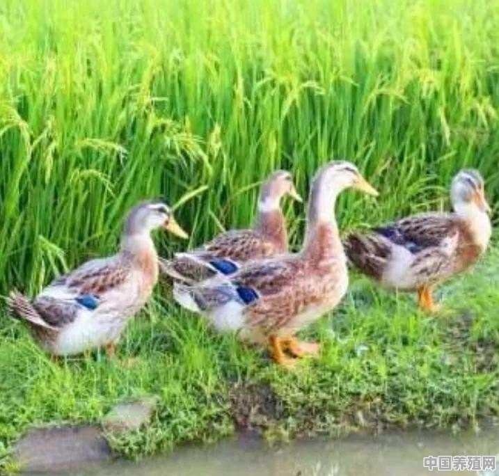 麻鸭公母外形有什么区别 - 中国养殖网