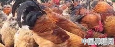 鸡吃虫养殖骗局 - 中国养殖网