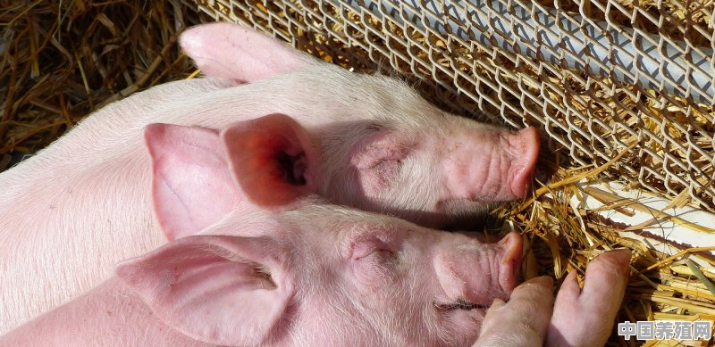 养猪泔水自动喂猪方法 - 中国养殖网