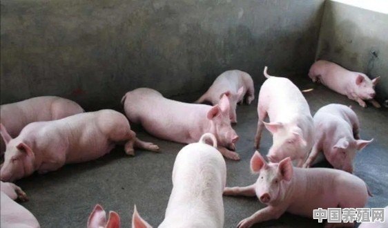 猪养殖怎么选场地呢 - 中国养殖网
