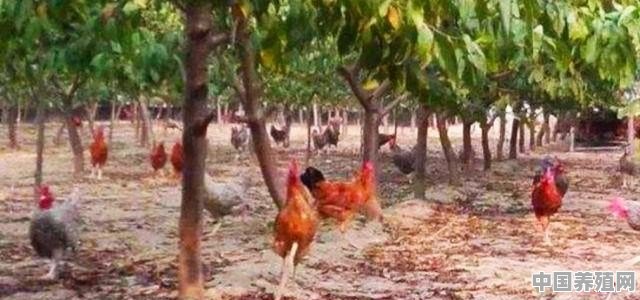 桃树下养殖鸡好吗 - 中国养殖网