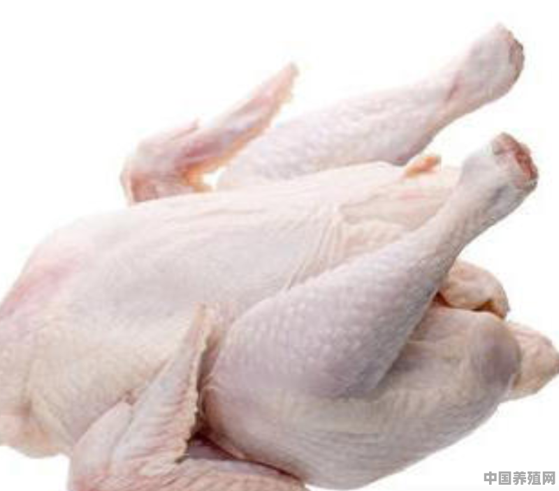 白水鸡的做法 - 中国养殖网