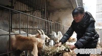 养殖羊专业户 - 中国养殖网
