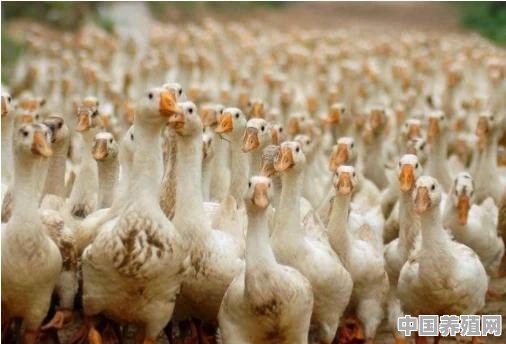 2万只鸭一年利润多少 - 中国养殖网