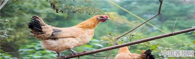 室内大型养殖鸡场图片 - 中国养殖网